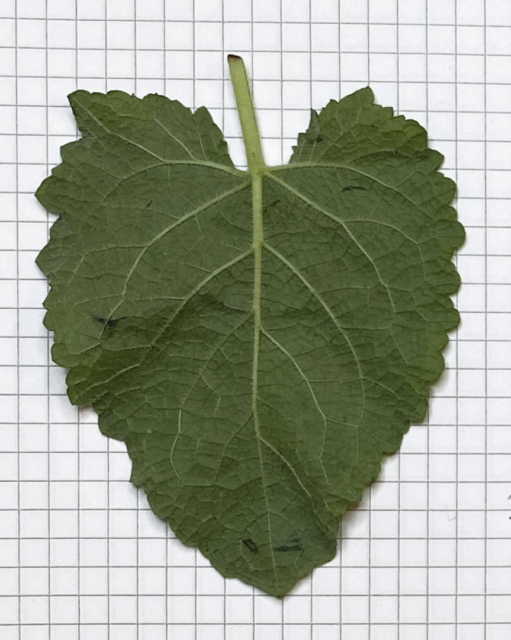 sage leaf backside with veins