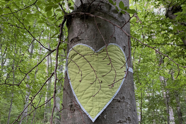 quilted sage heartleaf on beautiful hardwood